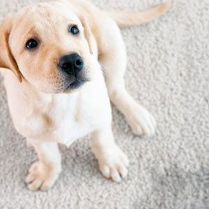 Pet Stain and Odor Removal Service in Plano